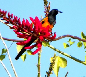 Black-vented Oriole