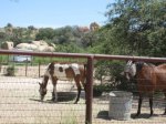 Amerind Horses