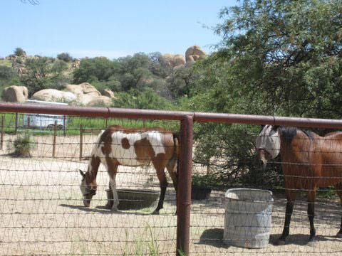 Amerind Horses
