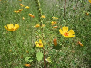 "Summer" Arizona Poppies