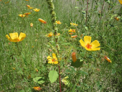 "Summer" Arizona Poppies