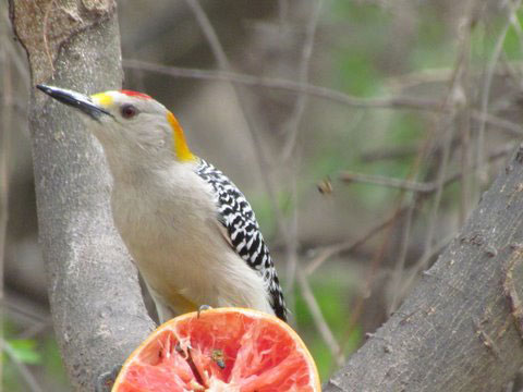 Golden-Fronted Woodpecker