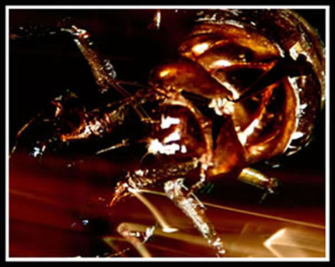 Cicada Shell Cicada Shell