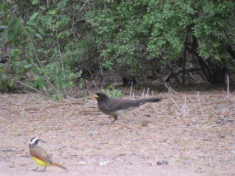 Brown Jay, next to the robin-sized Kisskadee