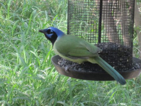 Green Jay