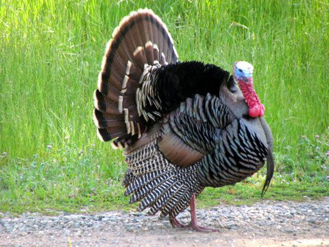 Pardee Reservoir Tom Turkey Pardee Reservoir Tom Turkey