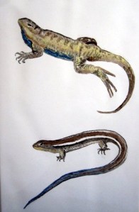American Fence Lizard and Skink Tile by Mary P Williams American Fence Lizard and Skink Tile by Mary P Williams