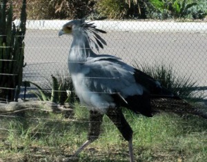 Secretary Bird at the San Diego Zoo