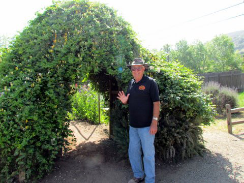 Honeysuckle Arch is the entrance to the Sweet Pea Maze