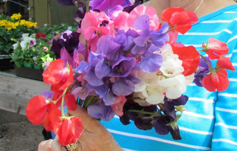 Sweet Pea Bouquet