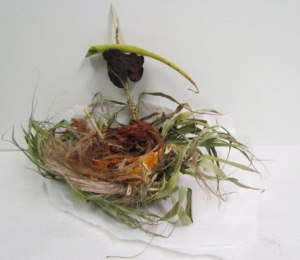 Pollution Cocktail by Mary P. Williams