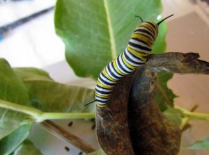Monarch caterpillar on milkweed