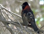 Male Crimson-collared Grosbeak in the fog
