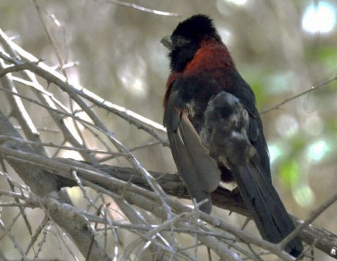 Male Crimson-collared Grosbeak in the fog
