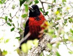 Male Crimson-collared Grosbeak