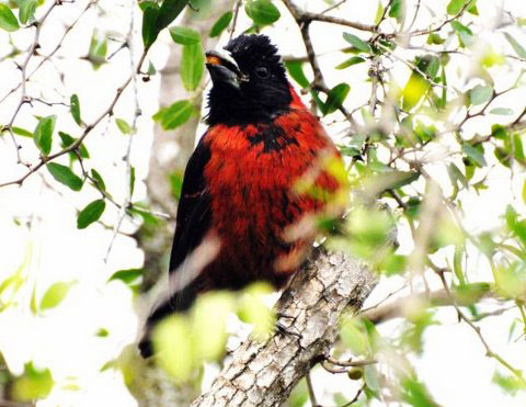 Male Crimson-collared Grosbeak
