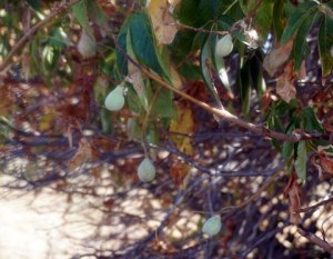 California Buckeye Seed Pods