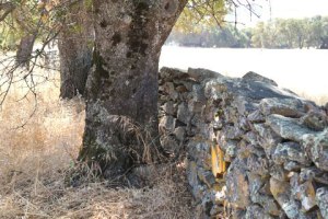 Stone Fence built by Chinese laborers