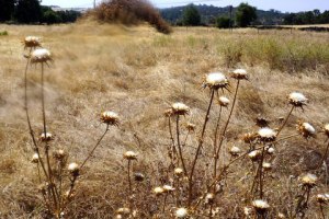 Thistle Seed Heads