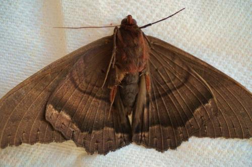 Black Witch Moth, Ventral View