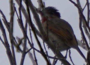 Rose Breasted Becard