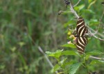 Zebra Heliconium