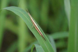 Cattail Toothpick Grasshopper