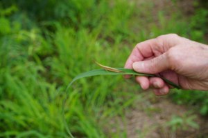 Cattail Toothpick Grasshopper