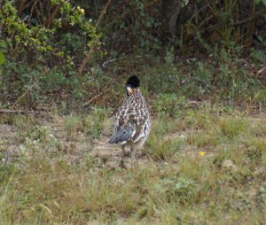 Eyepatch is visible even from this view