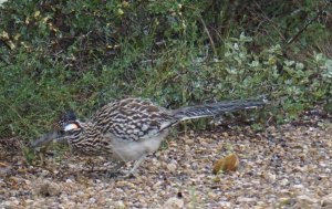 Roadrunner hunting for lunch