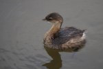 Least Grebe