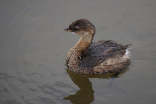 Least Grebe