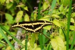 Giant Swallowtail