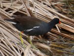 Moor Hen