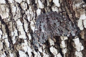 Guatemalan Cracker Butterfly