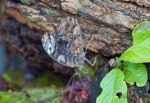 Mexican Bluewing Butterfly with Wings&nbsp;Closed
