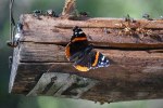 Red Admiral Butterfly