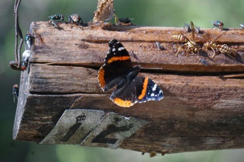 Red Admiral Butterfly
