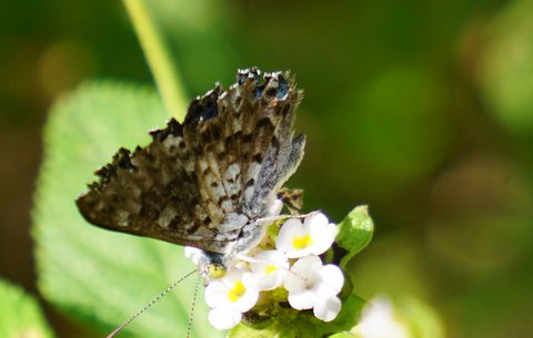 The Metalbark looks drab with his wings closed.