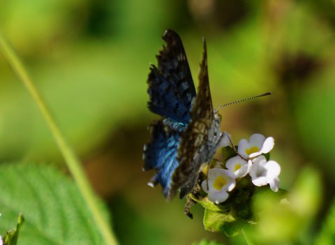 As he opens his wings we begin to see his color