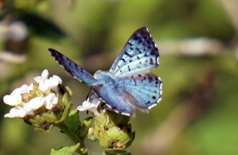 Metalmark Butterfly