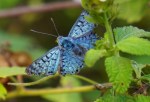 Metalmark Butterfly