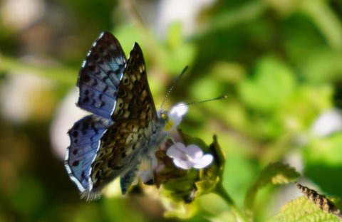 Blue Metalmark