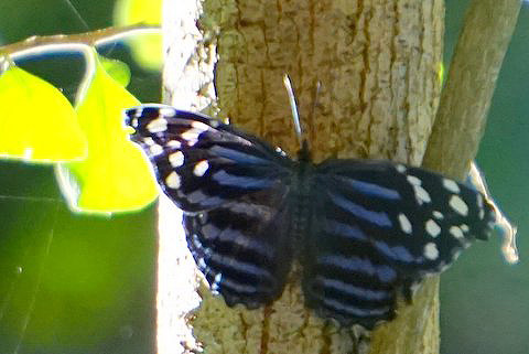 Mexican Bluewing