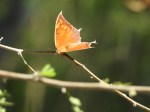 Tropical Leafwing