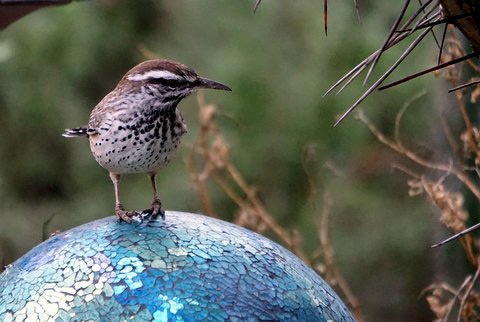 Cactus Wren