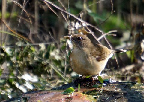 Clay-colored Robin
