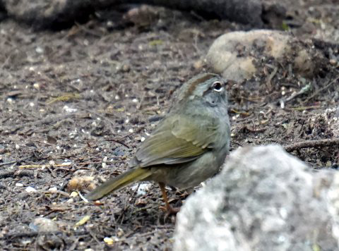 Olive Sparrow