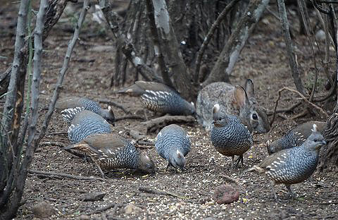 Scaled Quail