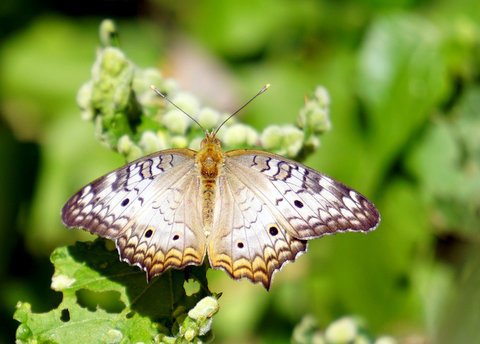 White Peacock Butterfly